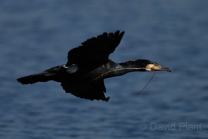 Cormorant in flight - D.jpg - Cormorant in flight with nesting material - Cambridgeshire